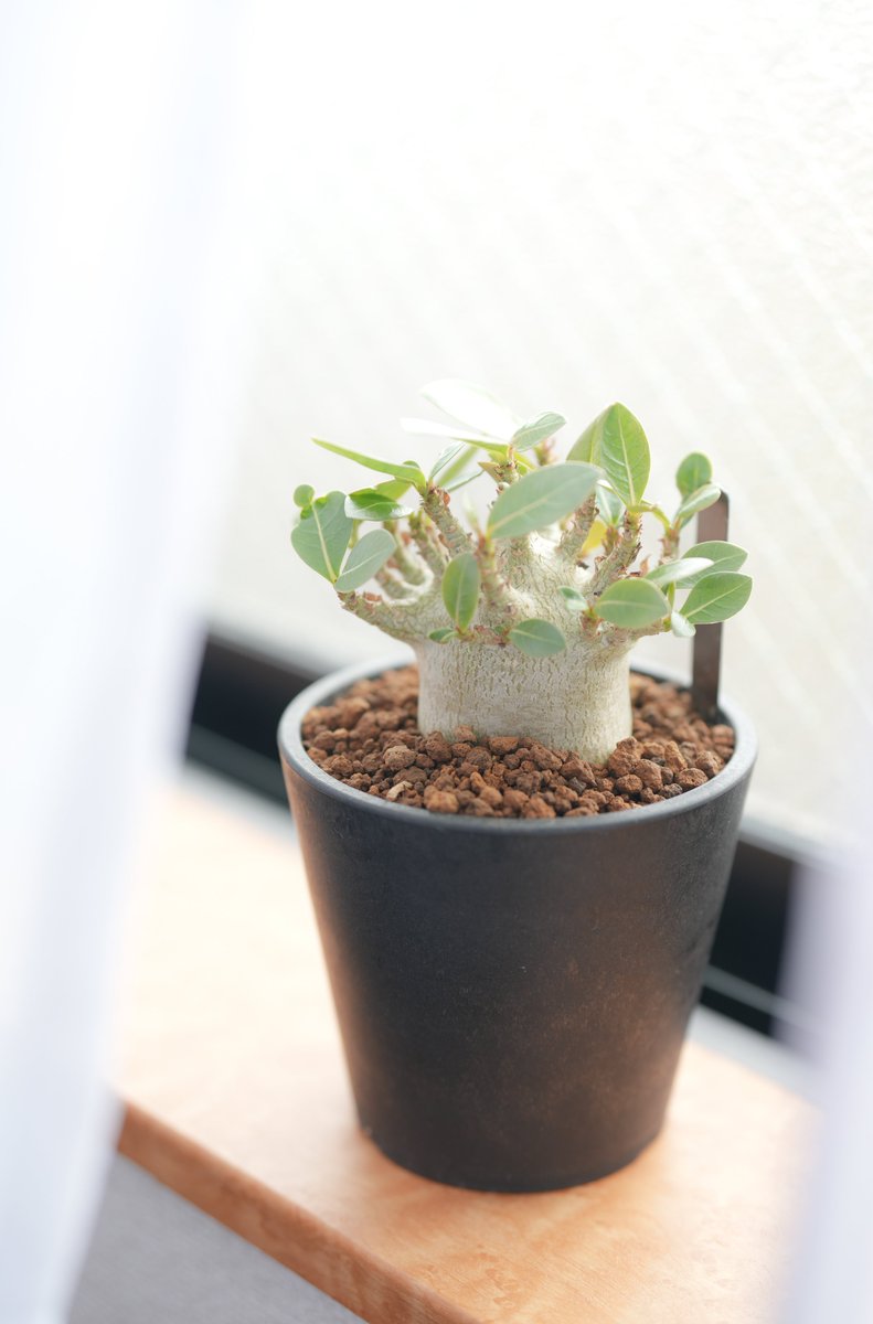 シノさん/二十七式 tweet media