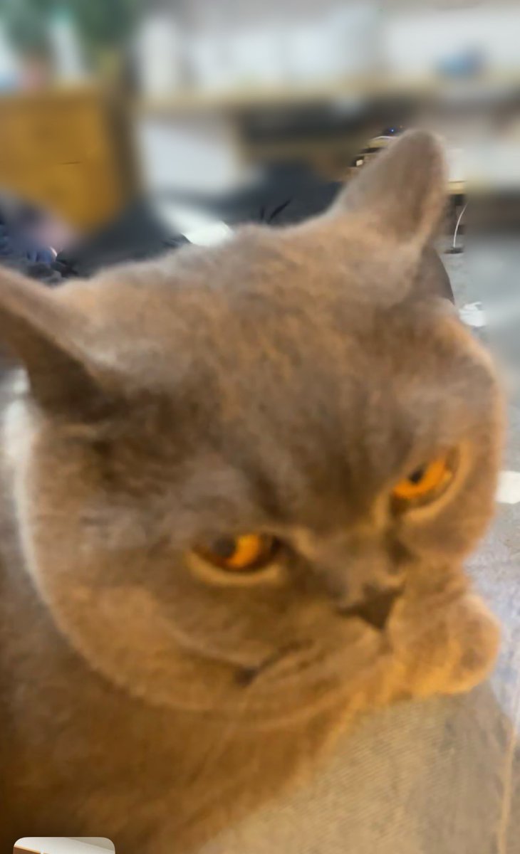 上海暮らしのホイホイ tweet media