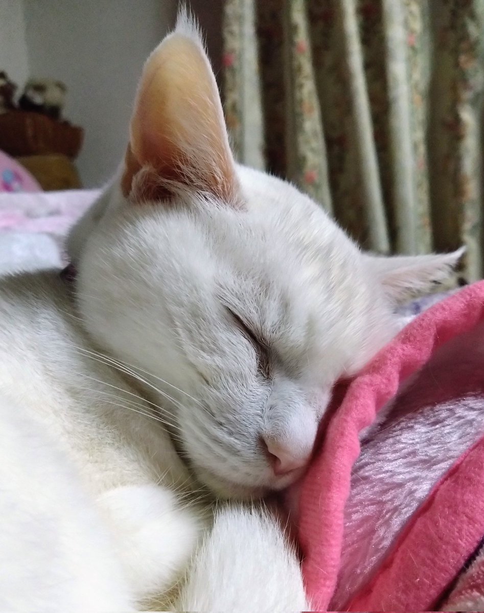 るなびん tweet media