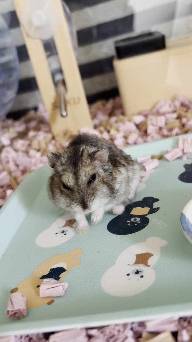 【すもあに】 ひこ tweet media