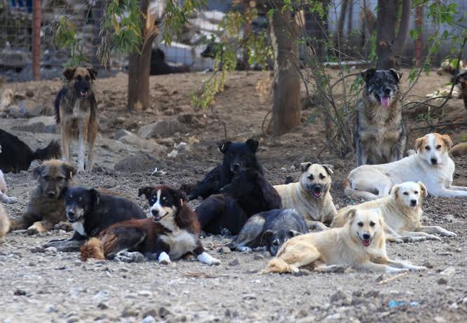 Uluslararası hayvan hakları örgütü PETA:

"Köpekler sokakta yaşamamalıdır."