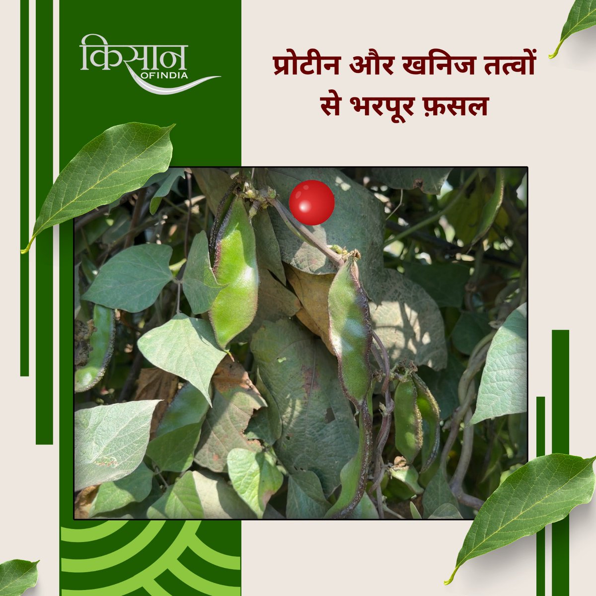 KisanofIndia's tweet photo. सेम की खेती पोषक तत्वों से भरपूर फ़सल होने के साथ मिट्टी की उर्वरता भी बढ़ाती है, जिससे किसान बेहतर उत्पादन और आय प्राप्त कर सकते हैं।
#KisanOfIndia #BeansFarming #SemKiKheti #VegetableFarming #LegumeCrops #SoilHealth #OrganicFarming https://t.co/hbsOQeh8ud