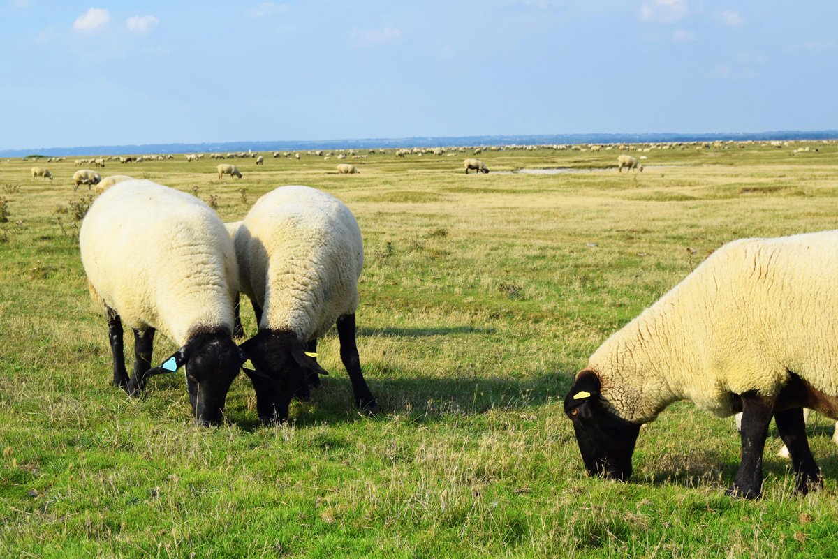 Louis - Picard C. 🇫🇷 ✝️♀🌿🐞 tweet media