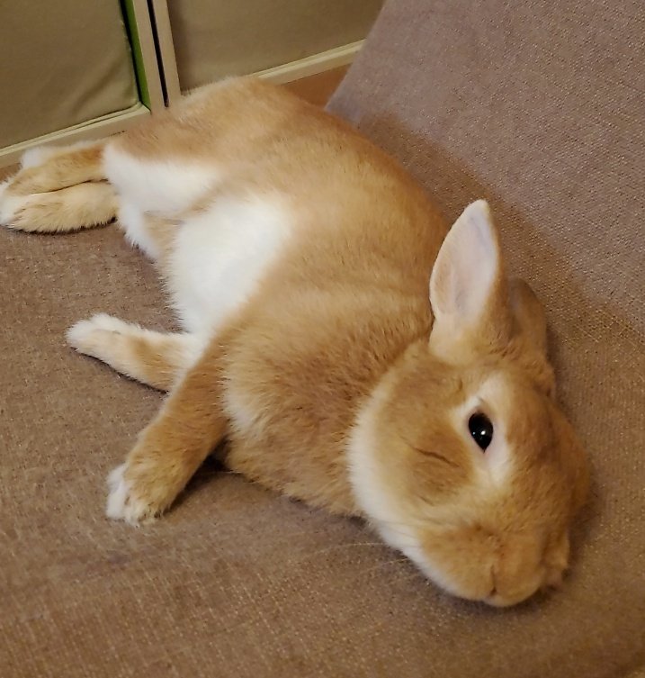 うさぎのきなこもち tweet media