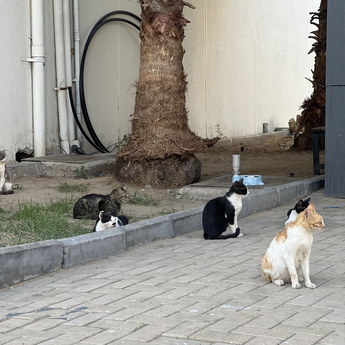 رنـدا tweet media