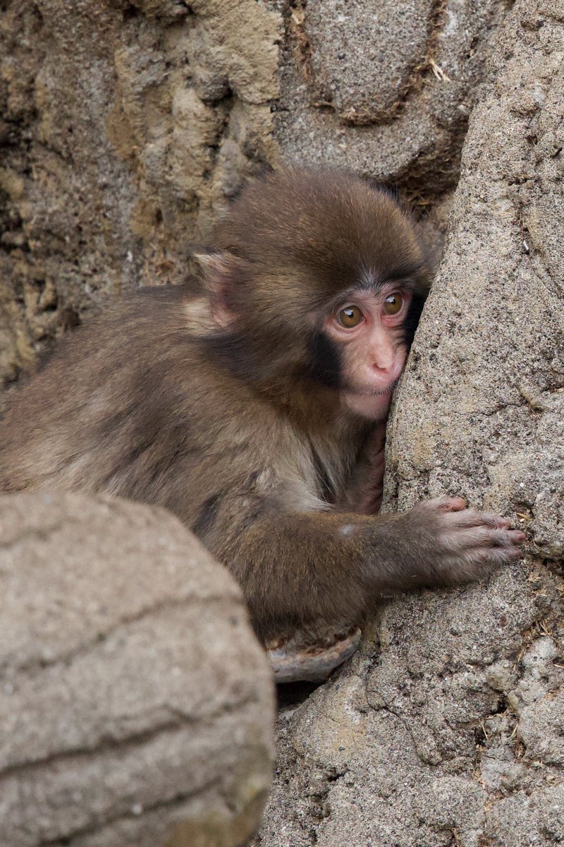 ぱんち🐒🪽 tweet media