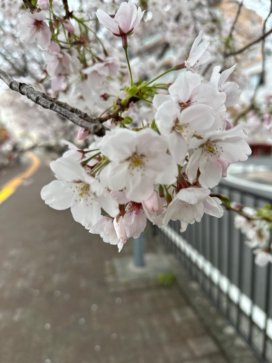 ウマみのすけ tweet media