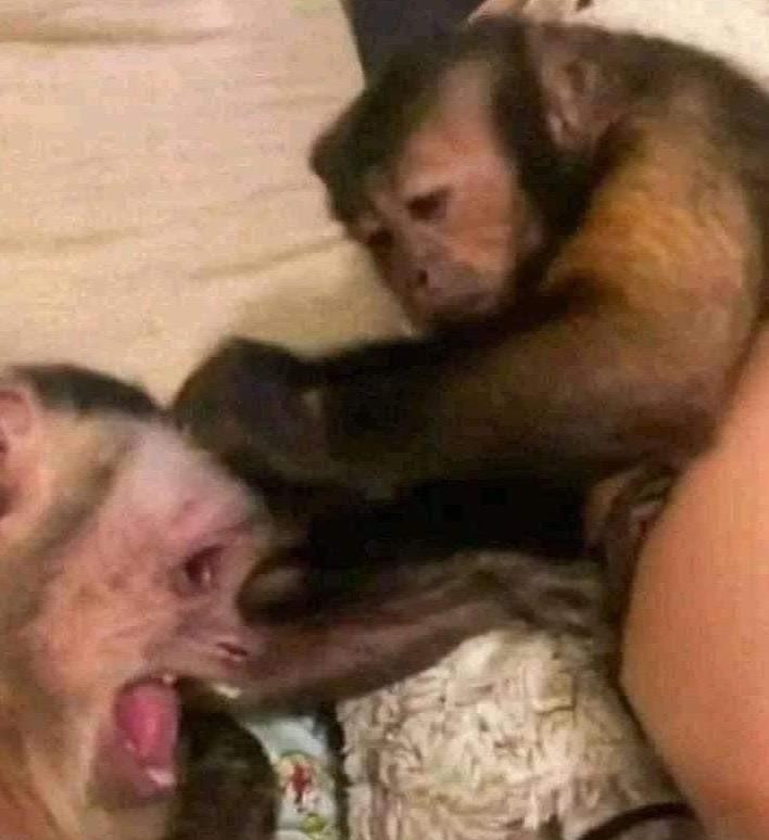 cowboy john marston tweet media