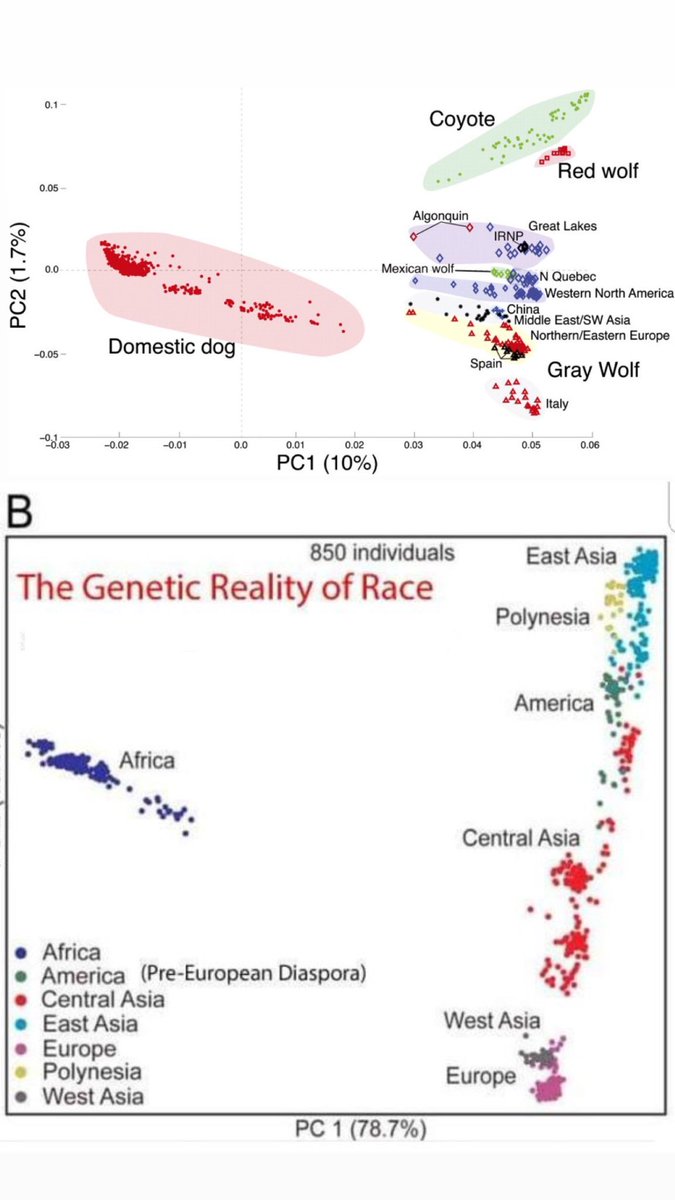 Paulie Penguins tweet media