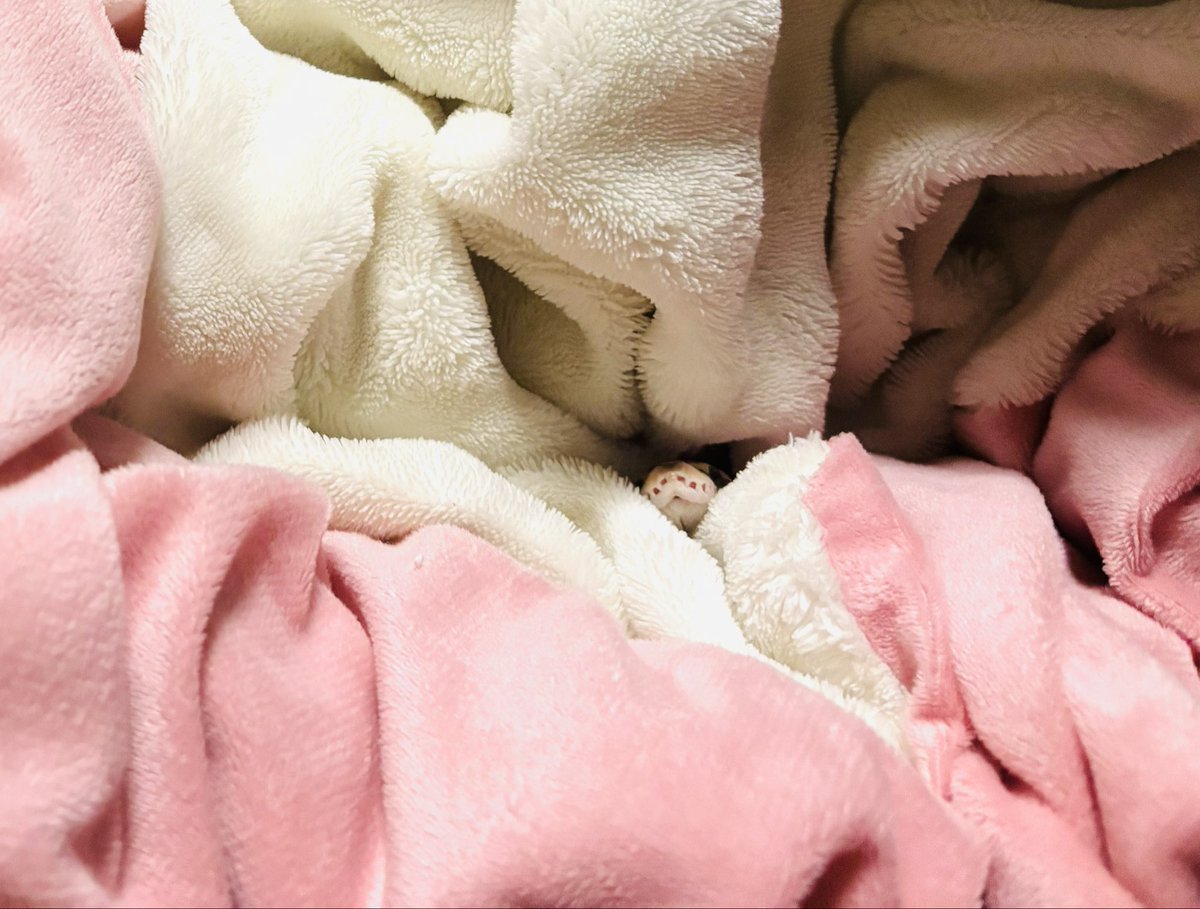 のちゅ tweet media