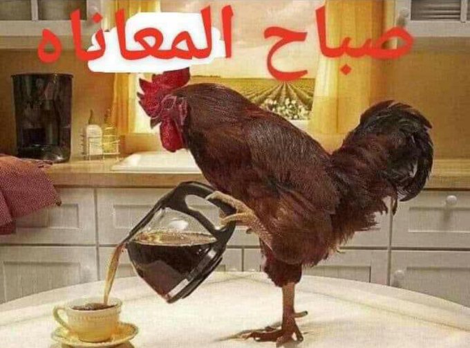 محارب tweet media