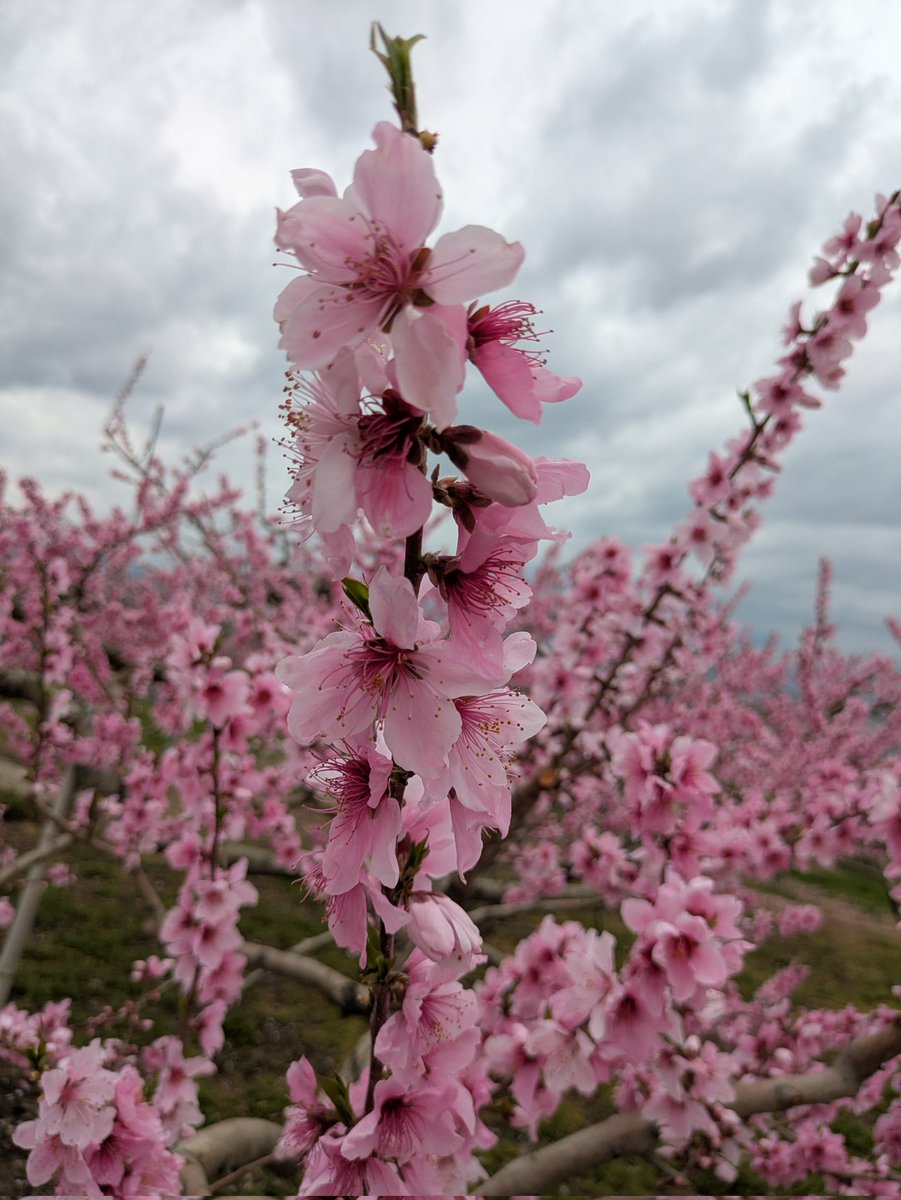 うさぎ tweet media