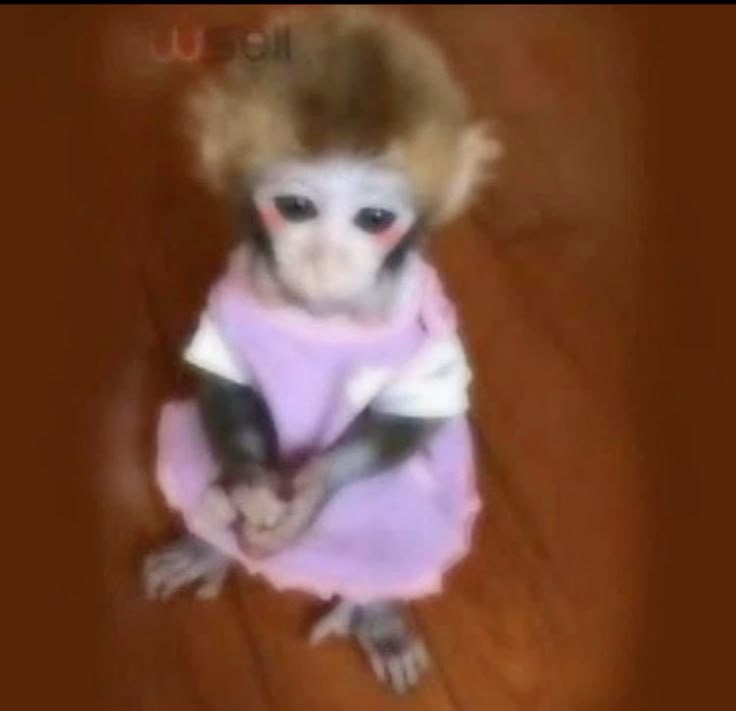 onyet 🦧 tweet media