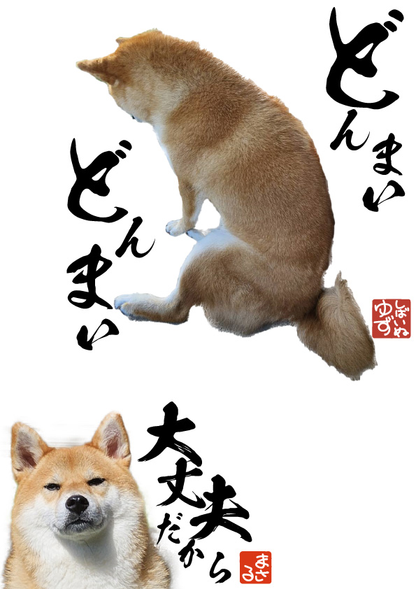 柴犬柚（ゆず）さん tweet media