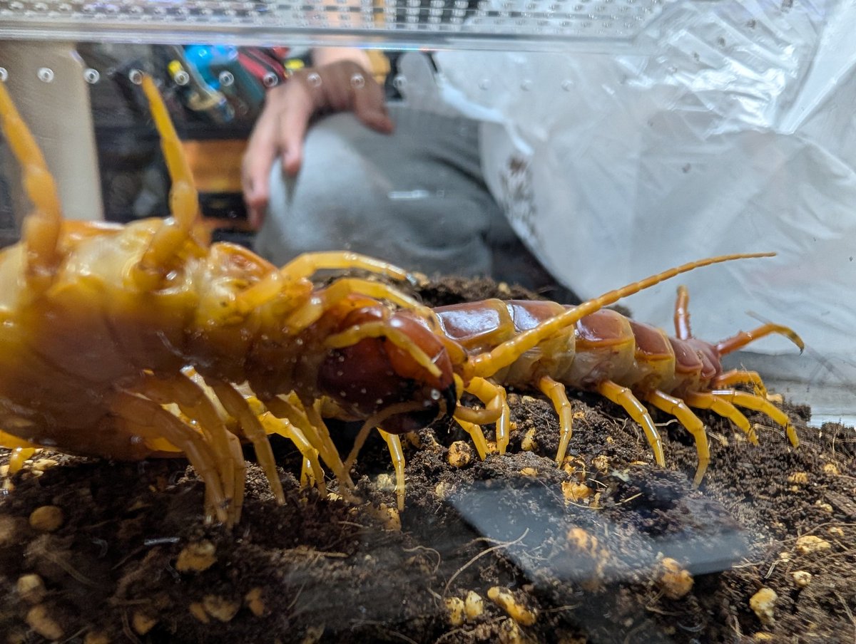 RIKU-蟲 tweet media