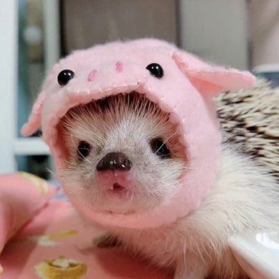 Hams Hamhock tweet media