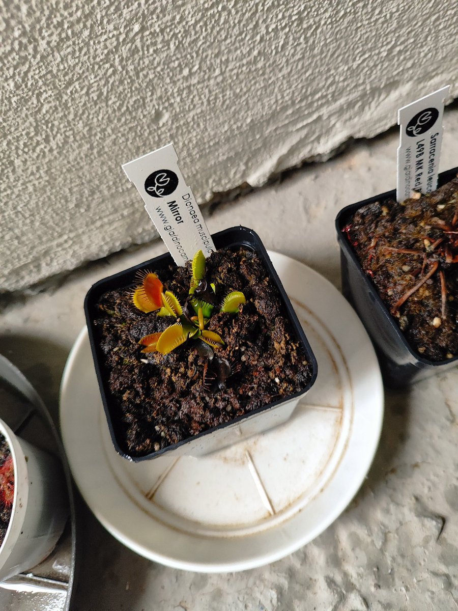 My children are finally coming out of dormancy finally 🙂‍↕️🙂‍↕️