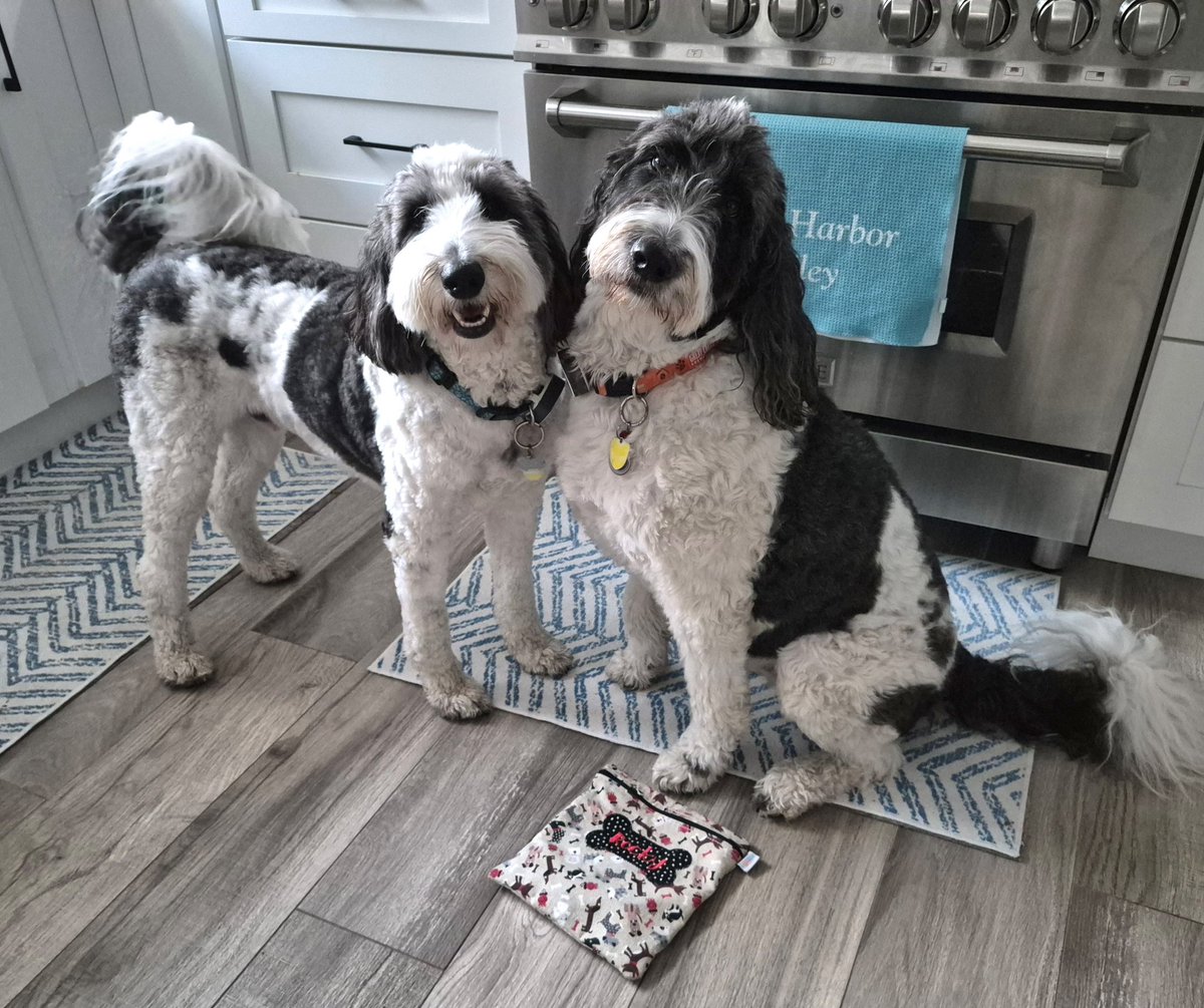 creek_moose's tweet image. Rocky was smiling today but I'm too worried about my pool to smile 😕 Hopefully all the water comes back today! #schooldays #dogsoftwitter #DogsOfX