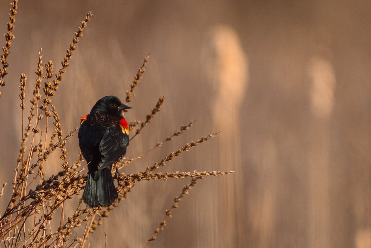 lucylenora1's tweet image. Welcome April. March was an exceptionally cloudy month here so I struggled a bit with photographs. But here are a few favs from some of the nicer days. #birds #birding #birdphotography #birdsoftwitter