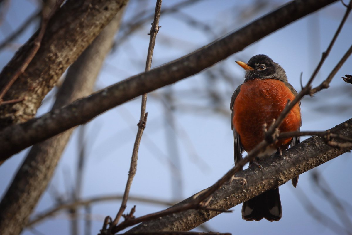 lucylenora1's tweet image. Welcome April. March was an exceptionally cloudy month here so I struggled a bit with photographs. But here are a few favs from some of the nicer days. #birds #birding #birdphotography #birdsoftwitter