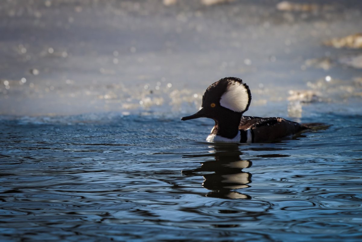 lucylenora1's tweet image. Welcome April. March was an exceptionally cloudy month here so I struggled a bit with photographs. But here are a few favs from some of the nicer days. #birds #birding #birdphotography #birdsoftwitter