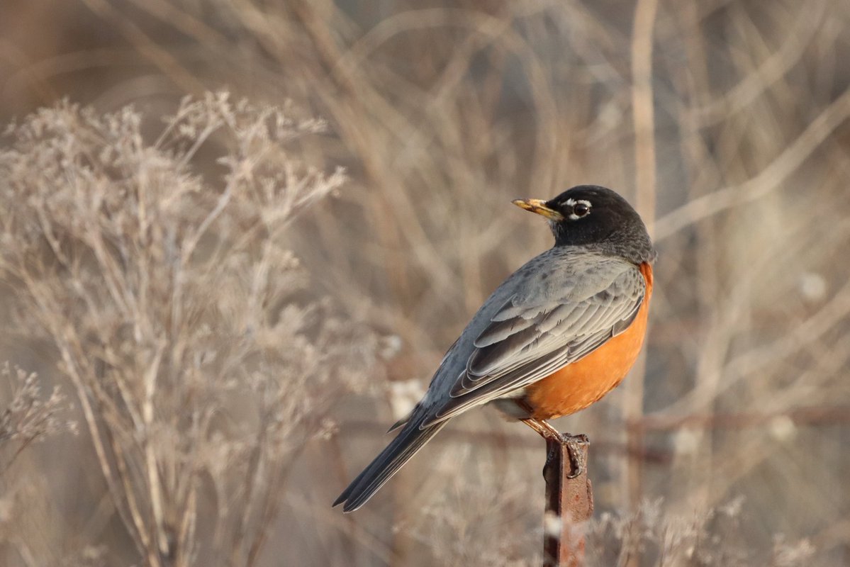 lucylenora1's tweet image. Welcome April. March was an exceptionally cloudy month here so I struggled a bit with photographs. But here are a few favs from some of the nicer days. #birds #birding #birdphotography #birdsoftwitter
