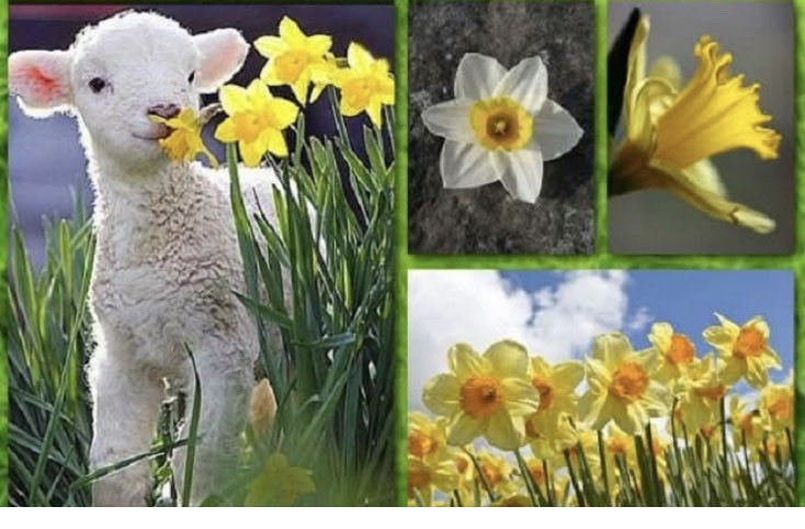 Oreilly1Peter's tweet photo. All in the April morning, / April airs were abroad; / The sheep with their little lambs / Pass’d me by on the road’ . https://t.co/916chNqrWS