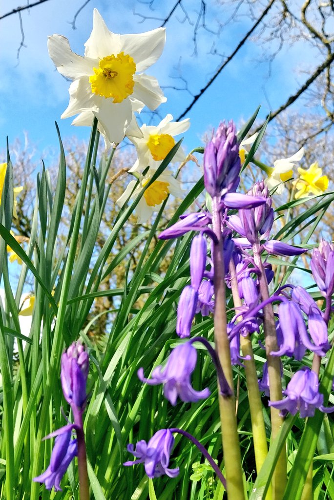 CornwallK8's tweet image. Isn't Spring just beautiful! No Filters, just flowers!🌼🪻
#WednesdayVibe #StormHour #NatureVibes