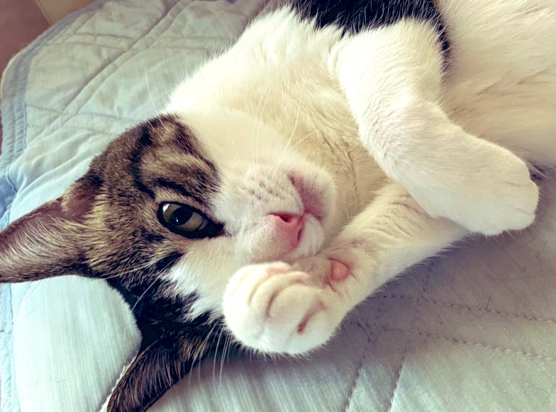 SOBE☆そべちゃんと呼んでね tweet media