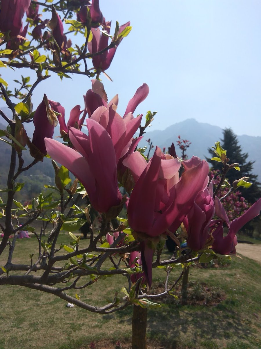 Malika Rushda 🍁🇵🇸 tweet media