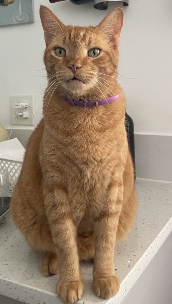 vadfred 🌐 tweet media