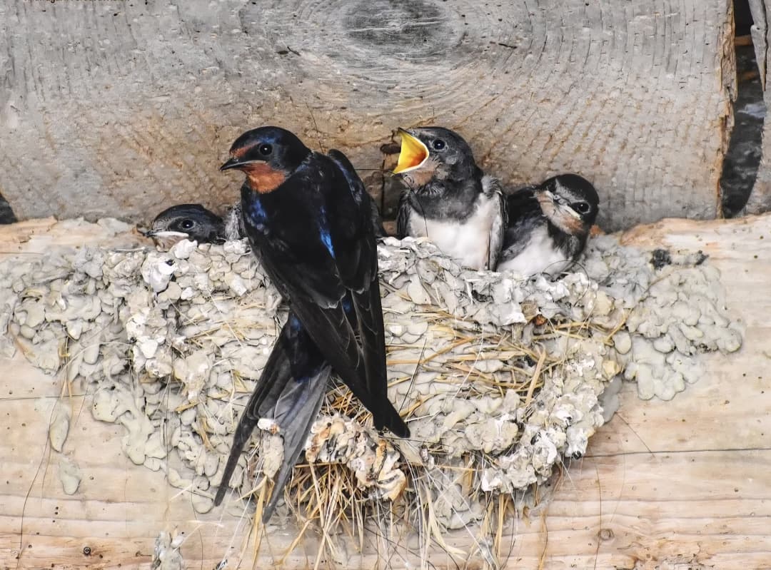 CG Forest & Climate Change Department tweet media