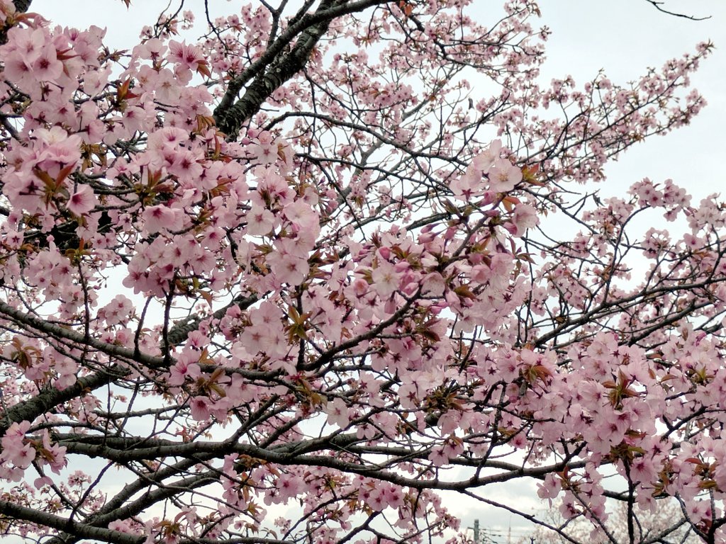 うさぎ tweet media