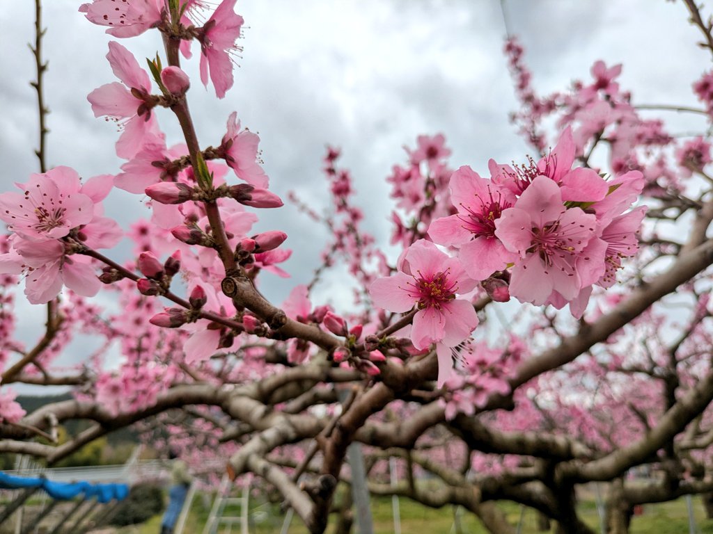 うさぎ tweet media