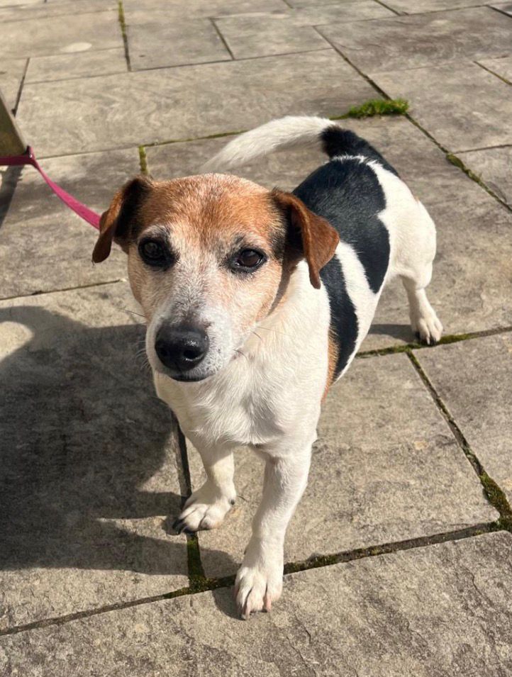 DT_Bridgend's tweet image. Are you right for Ceio? 💙 12yo Jack Russell seeking a loving home. Still enjoys gentle adventures, sniffy walks &amp;amp; sofa cuddles. Could live with a quiet dog or alone. Affectionate, travels well &amp;amp; a joy to have. Ready for his next chapter 🐾
#adoptdontshop #rescuedog #jackrussell
