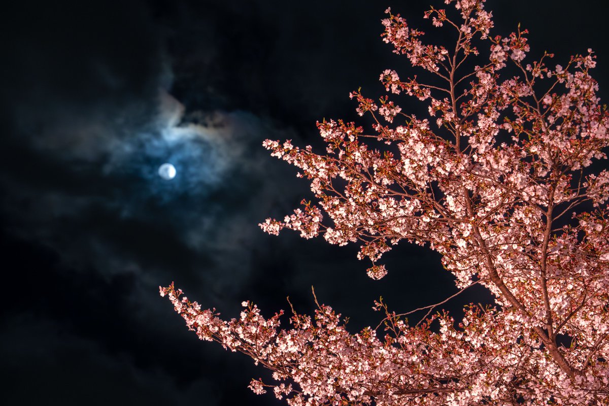 いるかるか tweet media