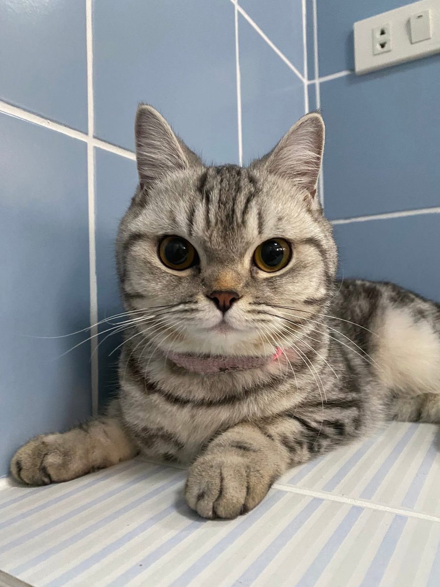 บ้าบอ​ กบน้อยตัวนี้น่ารักจังเลย🐸 tweet media