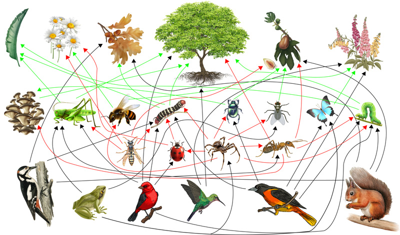 Rafa Toledo tweet media