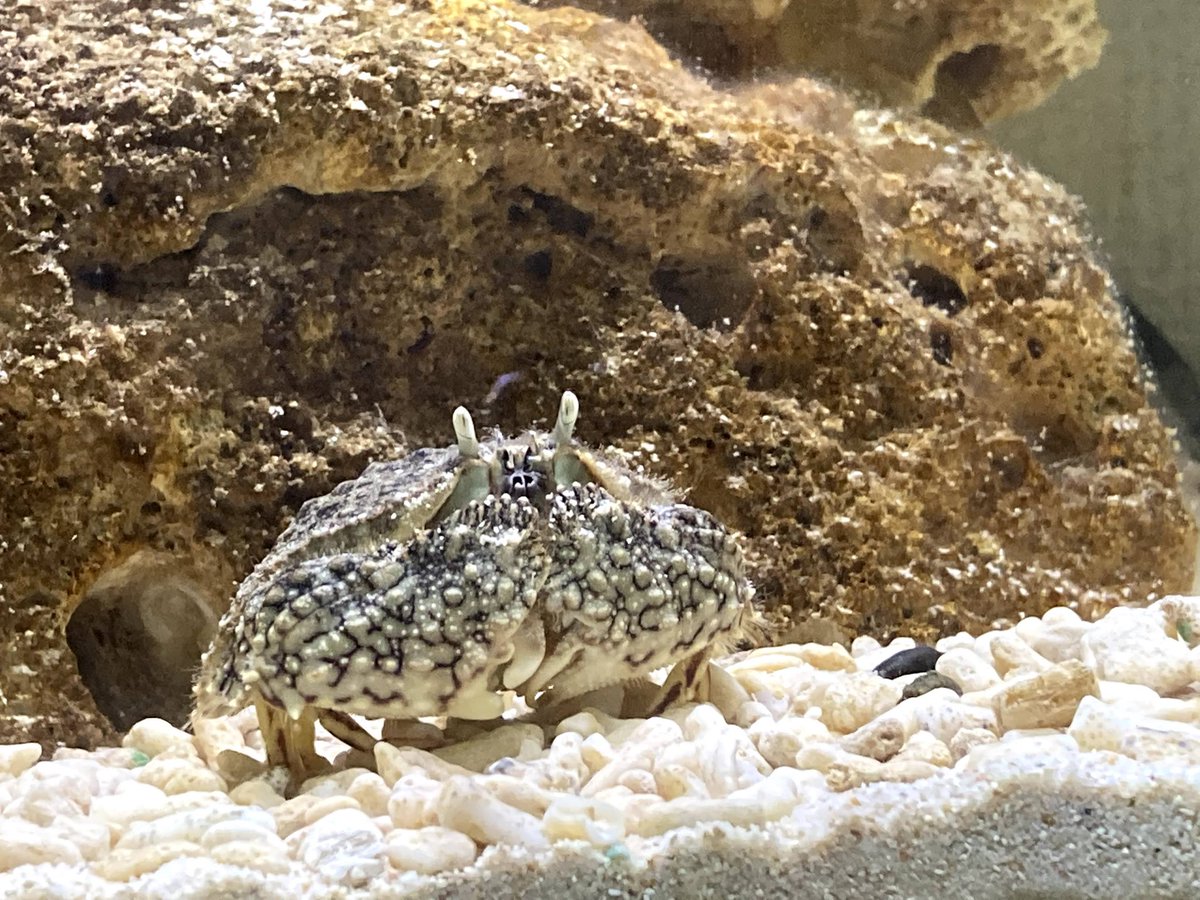 🦀🦀🦀 tweet media