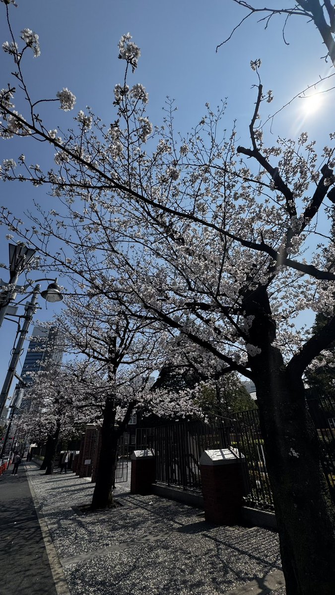camell1a___'s tweet photo. 今日から新年度🌸

せっかくの日に雨模様で綺麗な桜を観られなかった人たちに☺︎ https://t.co/tUF5mCZCq5
