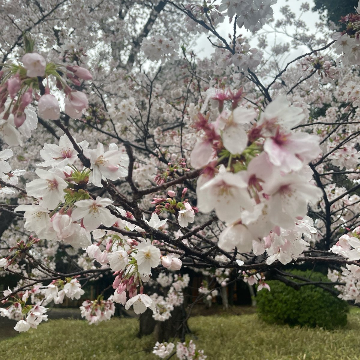 如月　萌【ハッカ】/Ahwooo tweet media