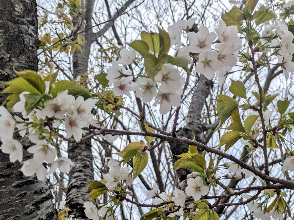 うさぎ tweet media