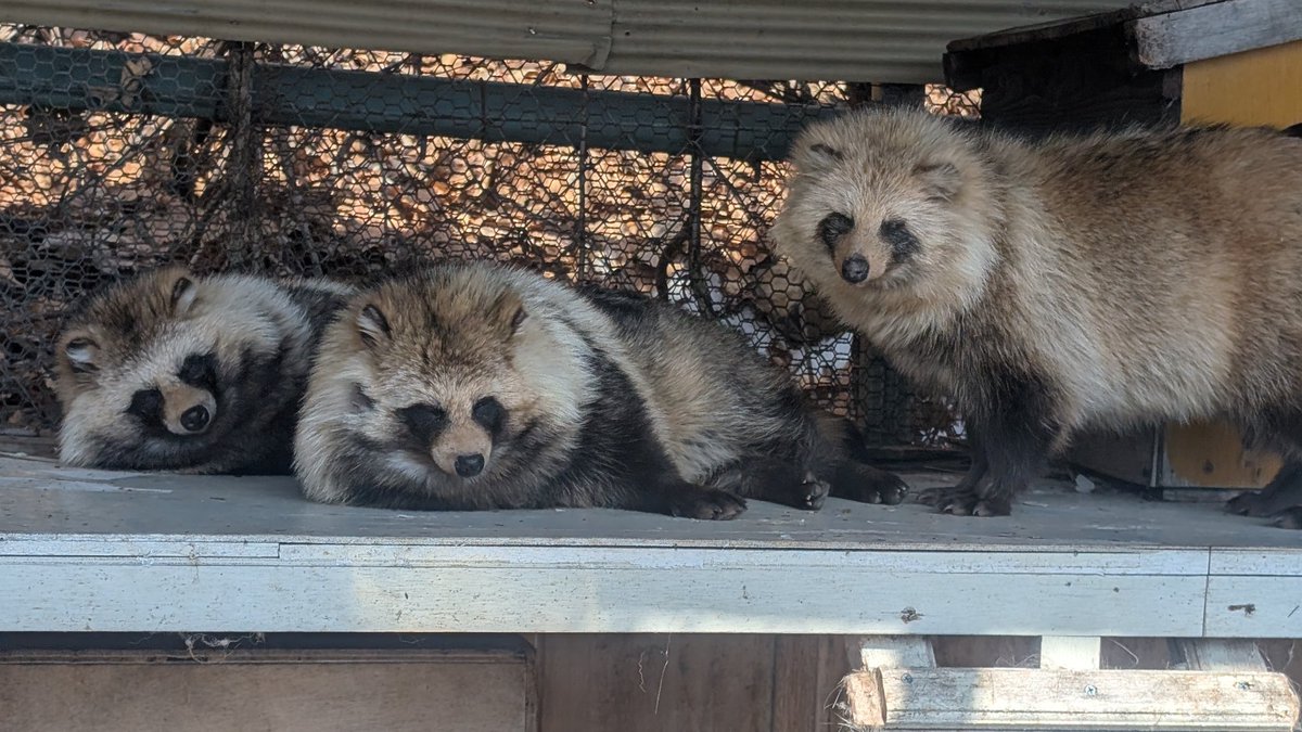 北きつね牧場【公式】 tweet media