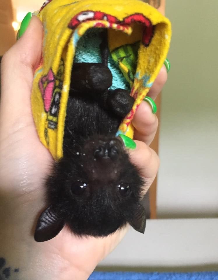 coffin!🐾🦴 tweet media