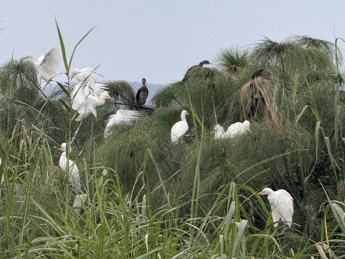 Dr Jimmy Opigo tweet media