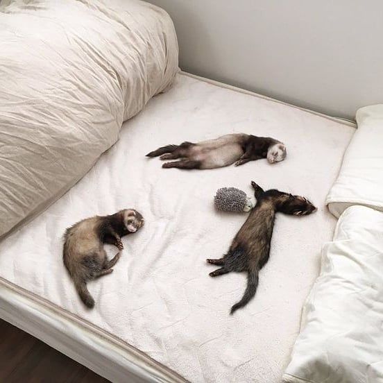 Ferret Every Hour tweet media
