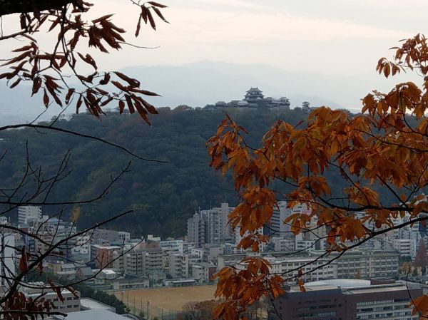 konjaku_photo's tweet image. 【御幸寺山から見た城北地区】
この古写真の場所は、今はどんな感じになってるの？今昔写語で見てみよう。
ycom.page.link/FtwS

 #愛媛県 #ehime #今昔 #古写真