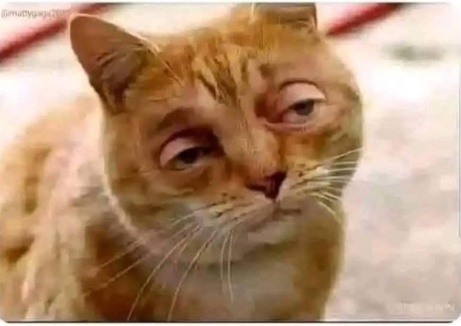 web🕸️ tweet media