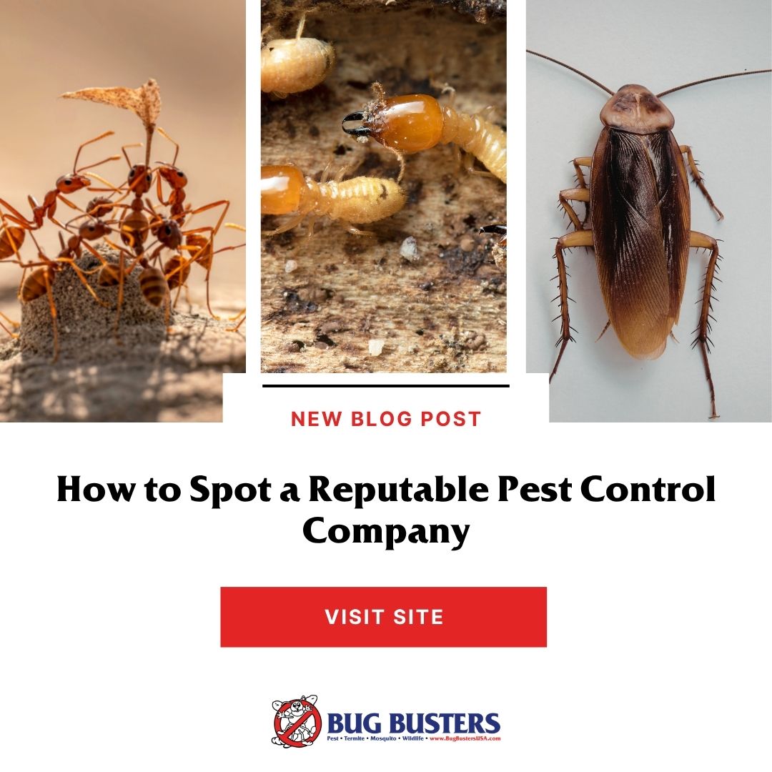 Bug Busters, Inc. tweet media