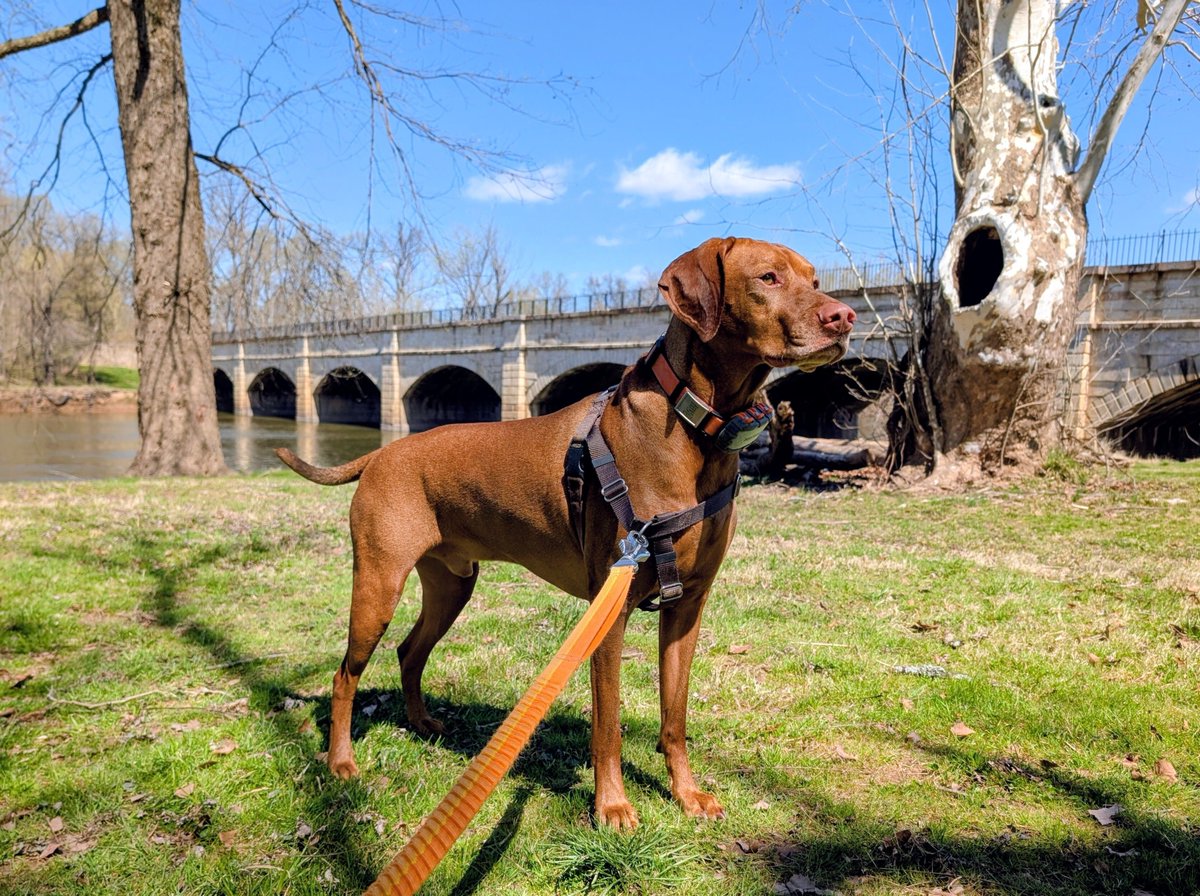 Intrepid Pup tweet media